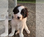 Small #2 Border Collie