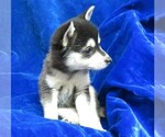 Small Photo #12 Alaskan Klee Kai Puppy For Sale in NORWOOD, MO, USA