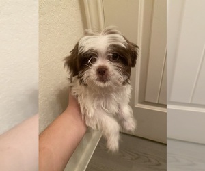 Shiranian Puppy for sale in SAN ANTONIO, TX, USA