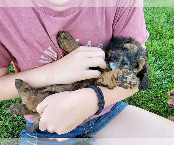 Medium Photo #7 Miniature Bernedoodle Puppy For Sale in CUBA CITY, WI, USA