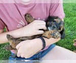 Small Photo #7 Miniature Bernedoodle Puppy For Sale in CUBA CITY, WI, USA