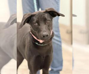 Labrador Retriever-Unknown Mix Dogs for adoption in Canfield, OH, USA