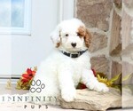 Small #3 Goldendoodle (Miniature)