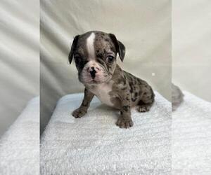French Bulldog Puppy for sale in CHARLESTON, SC, USA