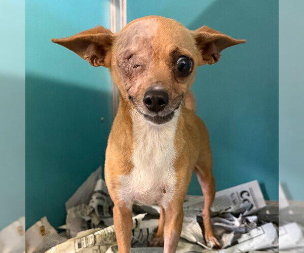 Medium Photo #2 Chihuahua-Unknown Mix Puppy For Sale in San Antonio, TX, USA