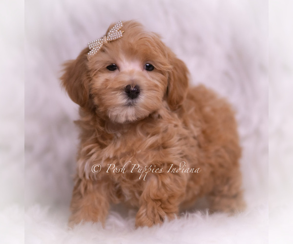 Medium Photo #72 Maltipoo (Toy) Puppy For Sale in WARSAW, IN, USA