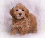 Small #1 Maltipoo (Toy)