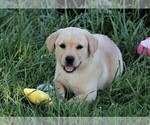 Small Photo #13 Labrador Retriever Puppy For Sale in SYRACUSE, IN, USA