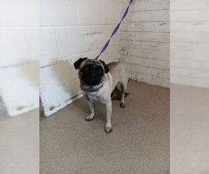 Pug Dogs for adoption in San Bernardino, CA, USA