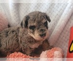 Small Photo #4 Poodle (Miniature) Puppy For Sale in MIDDLEBURG, FL, USA