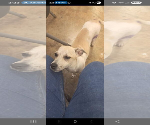 Medium Photo #3 Chihuahua-Unknown Mix Puppy For Sale in NYC, NY, USA