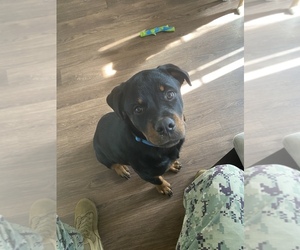 Rottweiler Puppy for sale in CAMARILLO, CA, USA