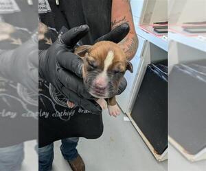 Pointer-Unknown Mix Dogs for adoption in Corpus Christi, TX, USA