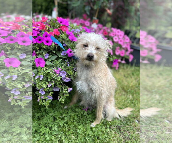 Medium Photo #5 Mutt Puppy For Sale in Gibbstown, NJ, USA