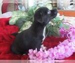 Small Photo #2 Chi-Corgi Puppy For Sale in SAINT ALBANS, WV, USA