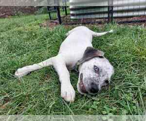 Mutt Dogs for adoption in Springdale, PA, USA
