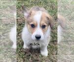 Small Photo #6 Pembroke Welsh Corgi Puppy For Sale in BEULAVILLE, NC, USA