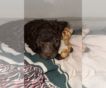 Small Photo #13 Aussiedoodle Puppy For Sale in LA CRESCENT, MN, USA