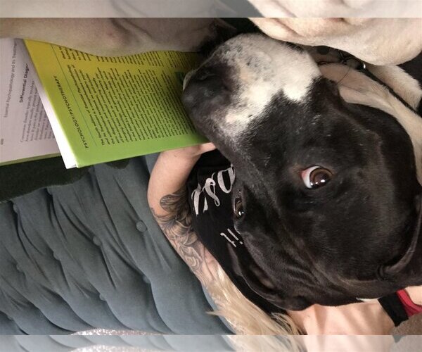 Medium Photo #18 Bullboxer Pit Puppy For Sale in Chandler, AZ, USA