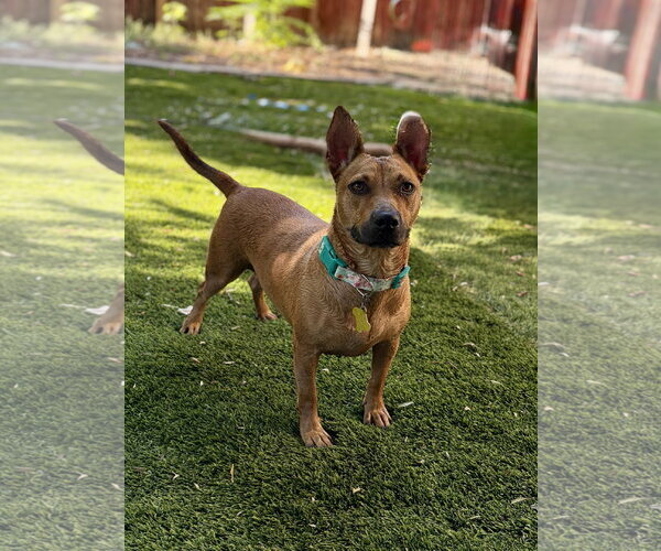 Medium Photo #2 Mutt Puppy For Sale in Sandy, UT, USA