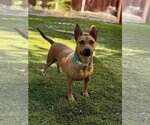 Small #1 Mutt
