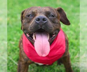 American Staffordshire Terrier Dogs for adoption in San Antonio, TX, USA
