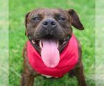 Small American Staffordshire Terrier