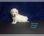 Small Photo #5 Golden Retriever Puppy For Sale in ROMULUS, MI, USA