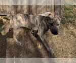 Small #11 Gerberian Shepsky