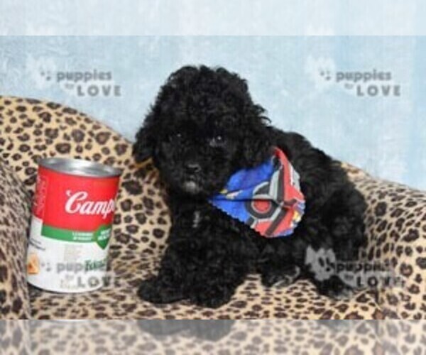 Medium Photo #3 Poodle (Toy) Puppy For Sale in SANGER, TX, USA