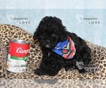 Small #2 Poodle (Toy)