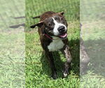Small #3 American Pit Bull Terrier