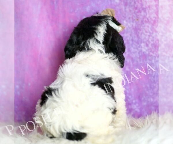 Medium Photo #3 Cavapoo (Miniature) Puppy For Sale in WARSAW, IN, USA