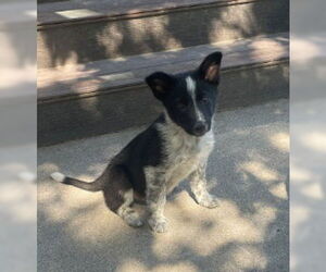 German Shepherd Dog-Unknown Mix Dogs for adoption in Sandy, UT, USA