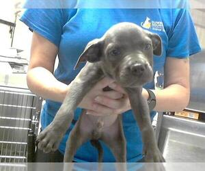 Labrador Retriever-Unknown Mix Dogs for adoption in Fayetteville, NC, USA