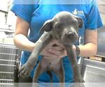 Small Labrador Retriever Mix
