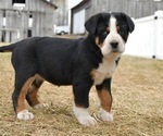 Small #3 Greater Swiss Mountain Dog