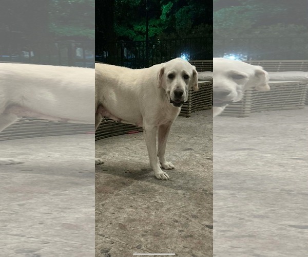 Medium Photo #2 Great Pyrenees-Unknown Mix Puppy For Sale in Dallas, TX, USA