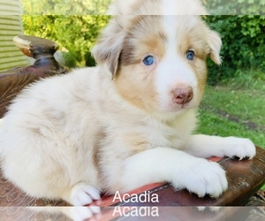 Australian Shepherd Puppy for sale in ARBA, IN, USA