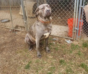 Mother of the Cane Corso puppies born on 04/04/2023