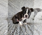 Puppy 6 Boston Terrier