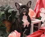 Small Photo #4 French Bulldog Puppy For Sale in THORP, WI, USA