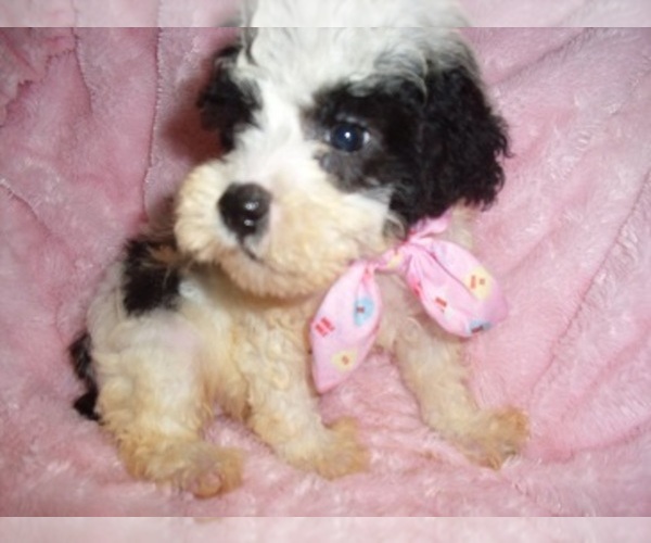 Medium Photo #3 Poodle (Toy) Puppy For Sale in JACKSON, MS, USA