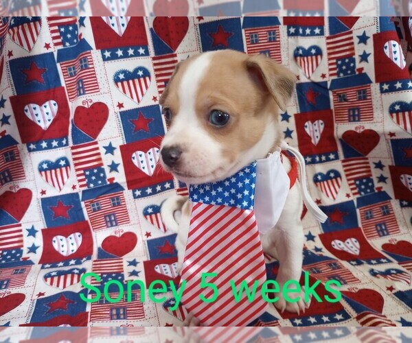 Medium Photo #1 Chihuahua Puppy For Sale in MANCHESTER, PA, USA