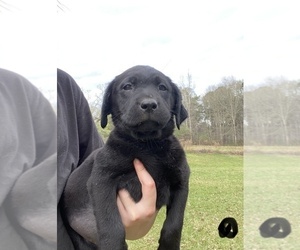 Labrador Retriever Puppy for sale in OSYKA, MS, USA