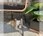 Small Photo #1 French Bulldog Puppy For Sale in SCHAUMBURG, IL, USA