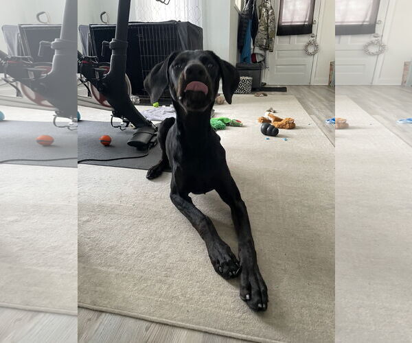 Medium Photo #9 Doberman Pinscher Puppy For Sale in Buffalo, MN, USA