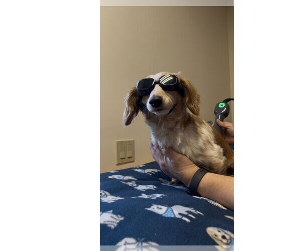 Medium Photo #7 Dachshund Puppy For Sale in Fruitland, SC, USA