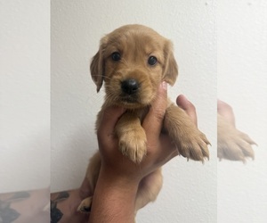 Golden Retriever Puppy for sale in FONTANA, CA, USA