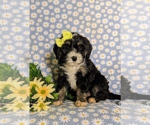 Miniature Bernedoodle Puppy for sale in OXFORD, PA, USA
